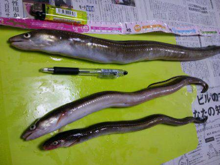 大川漁港にて自己新記録のアナゴ♪