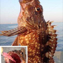 神戸港メバリング、納得サイズでゴキゲンです