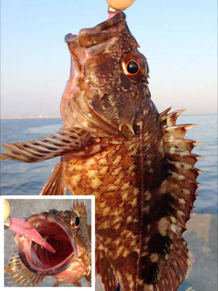 神戸港メバリング、納得サイズでゴキゲンです