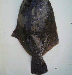 沖一文字北でイソメを使った鰈キャッチ★