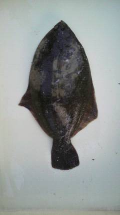 沖一文字北でイソメを使った鰈キャッチ★