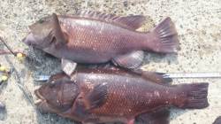 垂水漁港 探り釣りでコブダイ〜46cm2尾…