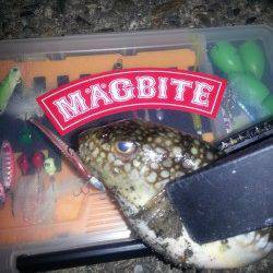 加太漁港 メバリングでメバル2尾☆ MAGBITEアッパーカット1g使用