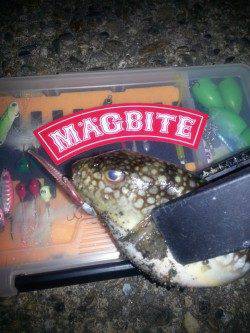 加太漁港 メバリングでメバル2尾☆ MAGBITEアッパーカット1g使用