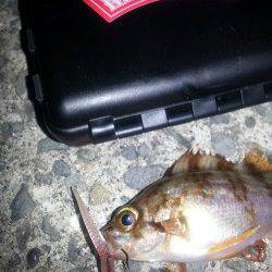 加太漁港 メバリングでメバル2尾☆ MAGBITEアッパーカット1g使用