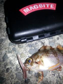 加太漁港 メバリングでメバル2尾☆ MAG…