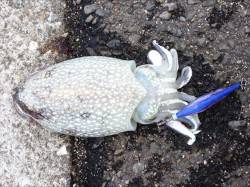 神戸港4,5,6,8防　夕方からのエギング…