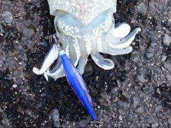 神戸港4,5,6,8防　夕方からのエギングでコウイカがヒット！