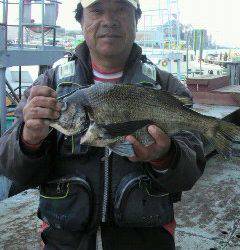 フカセでチヌ40cm　沖一文字にて