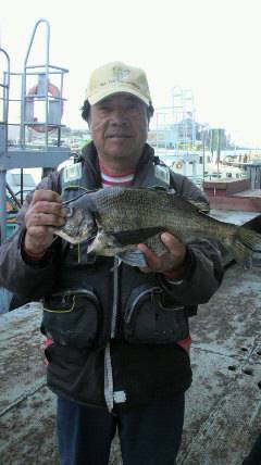 フカセでチヌ40cm　沖一文字にて