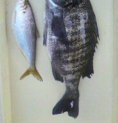 沖一文字北でチヌ&コノシロ　紀州釣り釣果