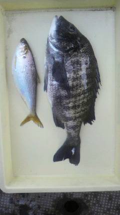 沖一文字北でチヌ&コノシロ　紀州釣り釣果