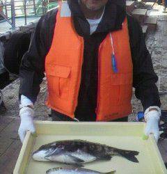沖一文字北でチヌ&コノシロ　紀州釣り釣果