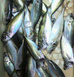 岸和田一文字　〜24cmの中アジがサビキで32匹☆