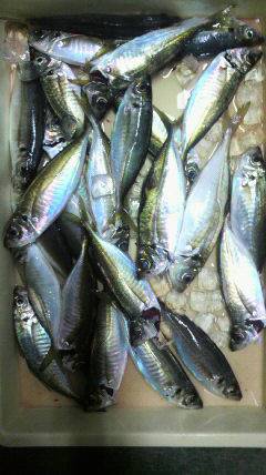 岸和田一文字　〜24cmの中アジがサビキで32匹☆