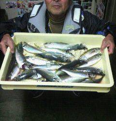 岸和田一文字　〜24cmの中アジがサビキで32匹☆