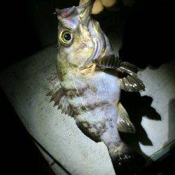 江井ヶ島～藤江間でメバリング釣行