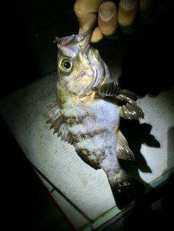 江井ヶ島～藤江間でメバリング釣行