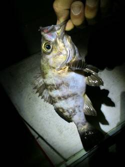 江井ヶ島～藤江間でメバリング釣行