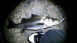 江尻　連休空けで厳しい中、ランガンでシーバス2匹！