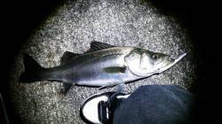 江尻　連休空けで厳しい中、ランガンでシーバ…