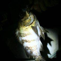 江井ヶ島～藤江間でメバリング釣行