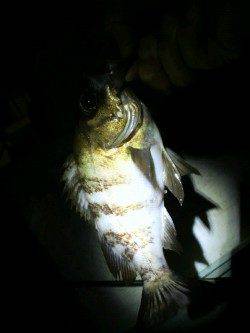 江井ヶ島～藤江間でメバリング釣行