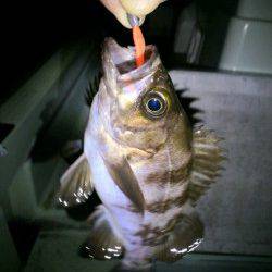 江井ヶ島  ボトム狙いのメバリングでメバル2匹