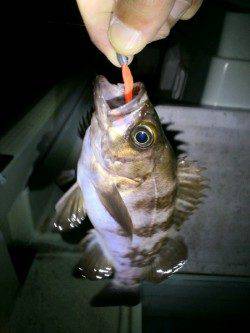 江井ヶ島  ボトム狙いのメバリングでメバル2匹