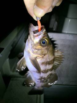 江井ヶ島  ボトム狙いのメバリングでメバル…