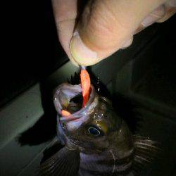 江井ヶ島  ボトム狙いのメバリングでメバル2匹