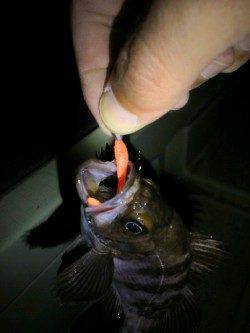 江井ヶ島  ボトム狙いのメバリングでメバル2匹