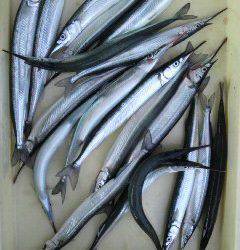 沖一文字でサヨリ！エサはアミエビ