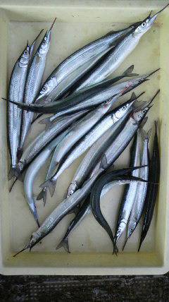 沖一文字でサヨリ！エサはアミエビ