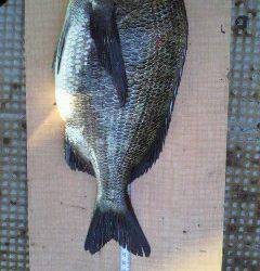 沖一文字北と旧一文字 2番、落とし込みでチヌの釣果