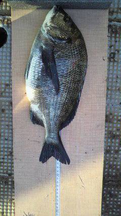 沖一文字北と旧一文字 2番、落とし込みでチ…