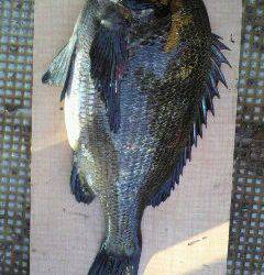 沖一文字北と旧一文字 2番、落とし込みでチヌの釣果