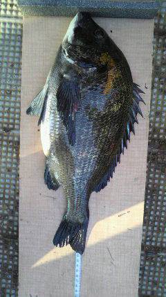 沖一文字北と旧一文字 2番、落とし込みでチヌの釣果