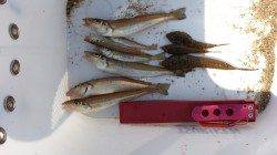 須磨　投げ釣りでキス〜22cm7匹　アタリは4〜5色ライン