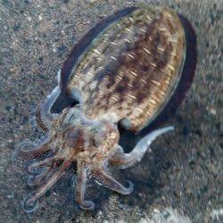 養老　墨族カンパリカラーでコウイカ1300g！