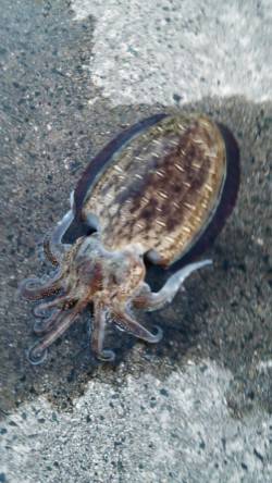 養老　墨族カンパリカラーでコウイカ1300…