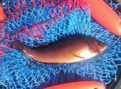 吹上浜東側で投げ釣り、アイナメ22.5cm