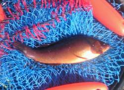 吹上浜東側で投げ釣り、アイナメ22.5cm…