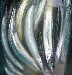 沖一文字でサヨリが釣れています★