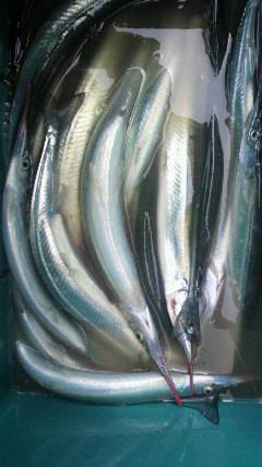 沖一文字でサヨリが釣れています★