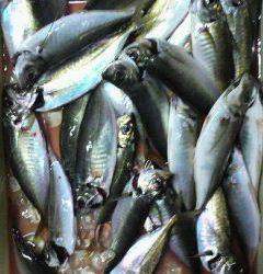 岸和田一文字　サビキの中アジ数出ました☆