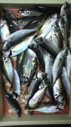 岸和田一文字　サビキの中アジ数出ました☆