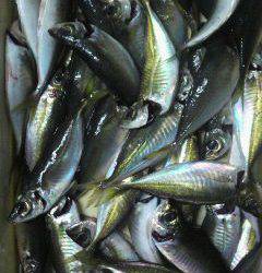 岸和田一文字　サビキの中アジ数出ました☆