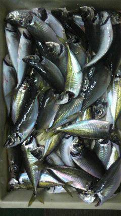 岸和田一文字　サビキの中アジ数出ました☆