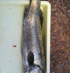 沖一文字北でスズキ75cm！！ハネとチヌも